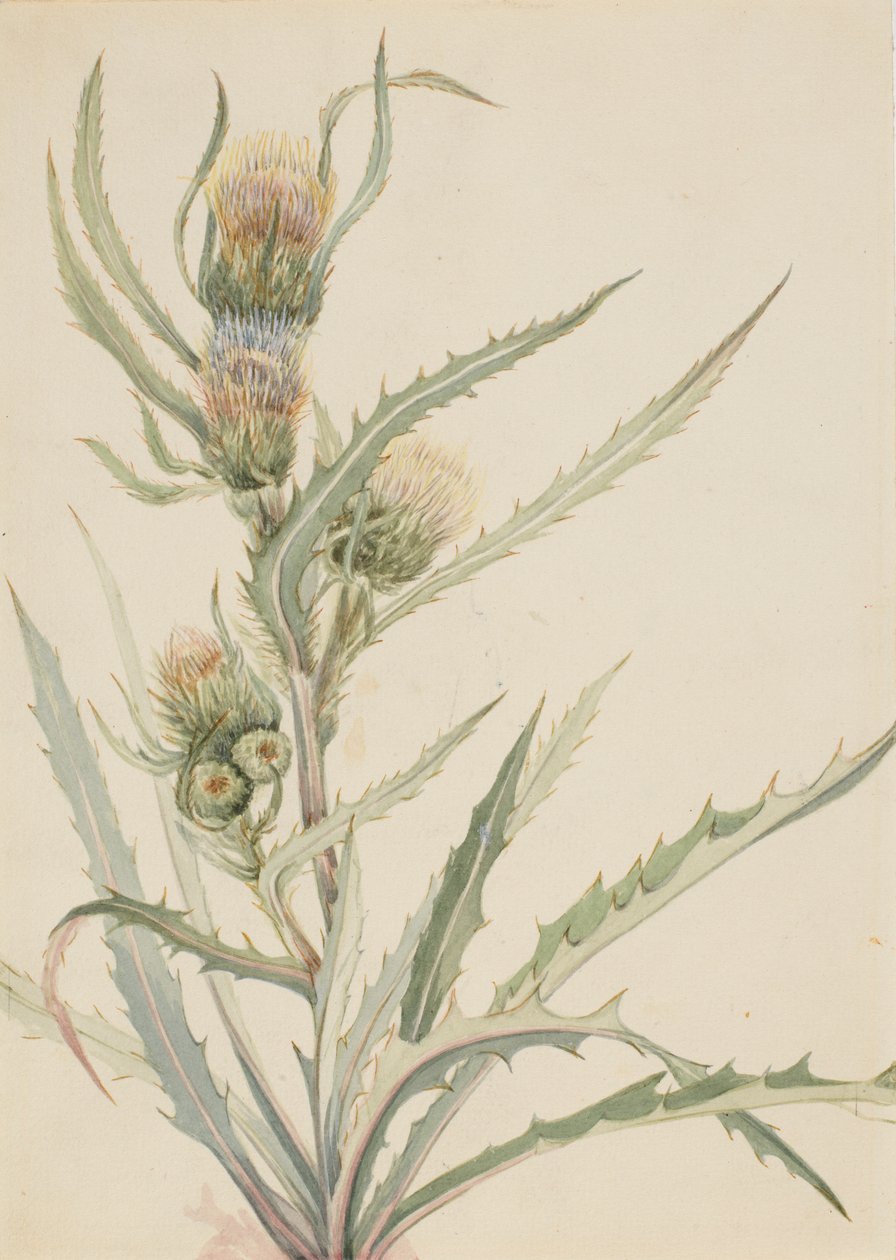 Vit tistel (Cirsium hookeranum) av Mary Vaux Walcott