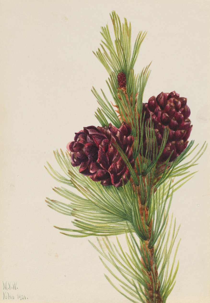 Vitbarkad tall (Pinus albicaulis) av Mary Vaux Walcott