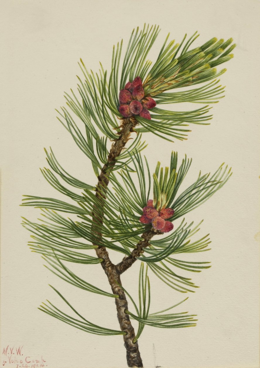 Vitbarkad tall (Pinus albicaulis) av Mary Vaux Walcott