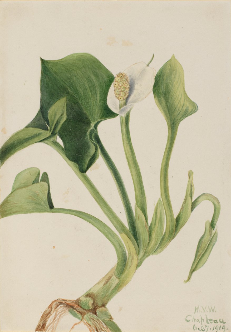 Vild Calla (Calla palustris) av Mary Vaux Walcott