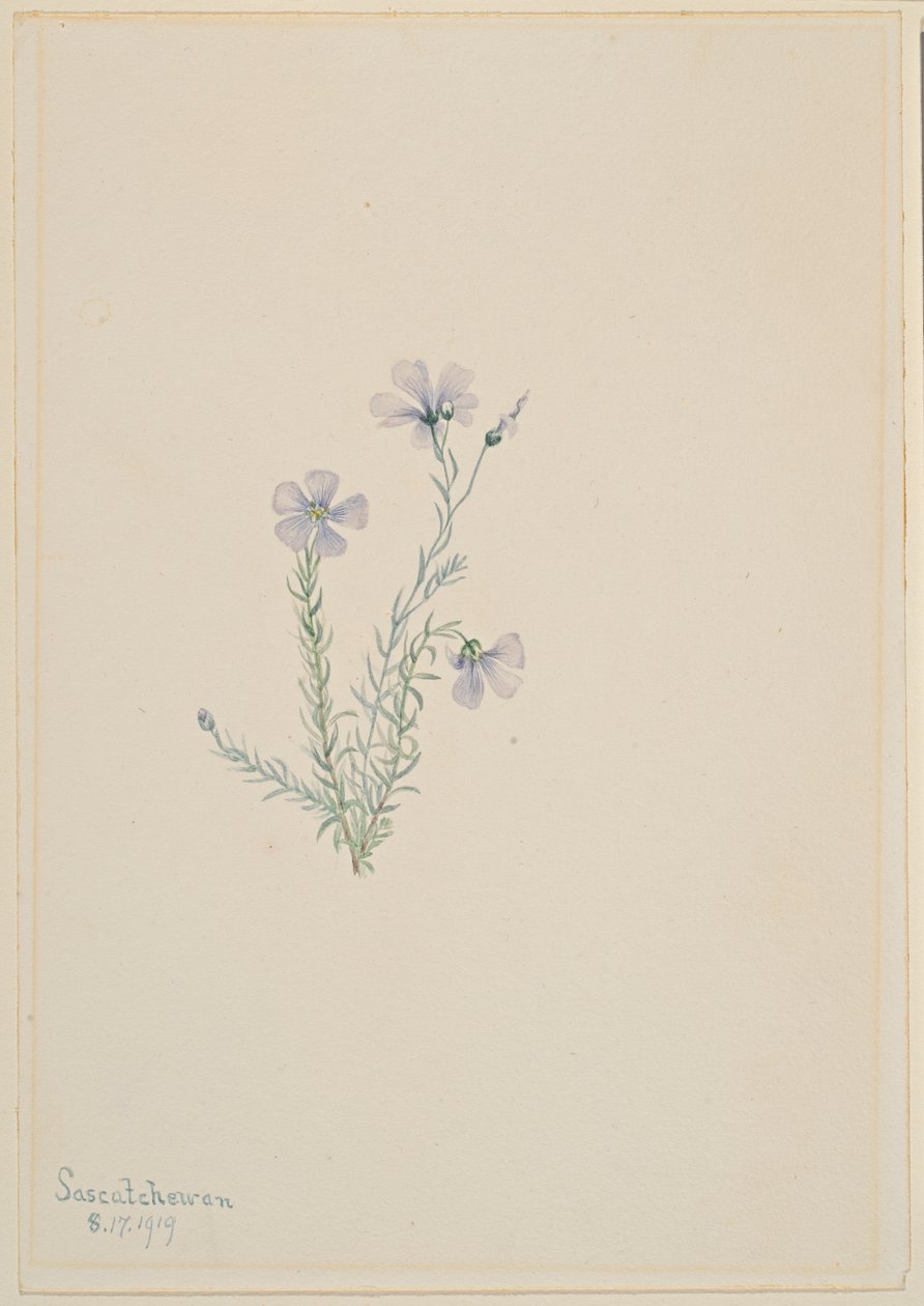 Vildlin (Linum lewisii) av Mary Vaux Walcott