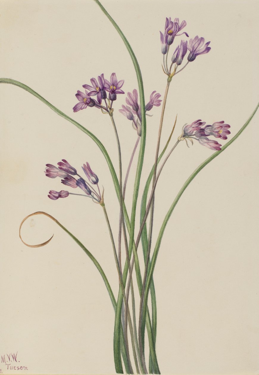 Vild hyacint (Brodiaea pulchella) av Mary Vaux Walcott