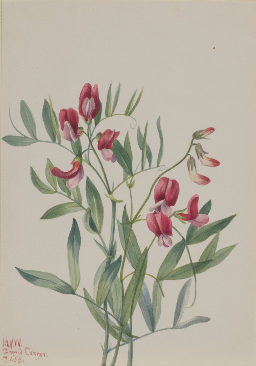 Vildärta Lathyrus decaphyllus, 1938. av Mary Vaux Walcott
