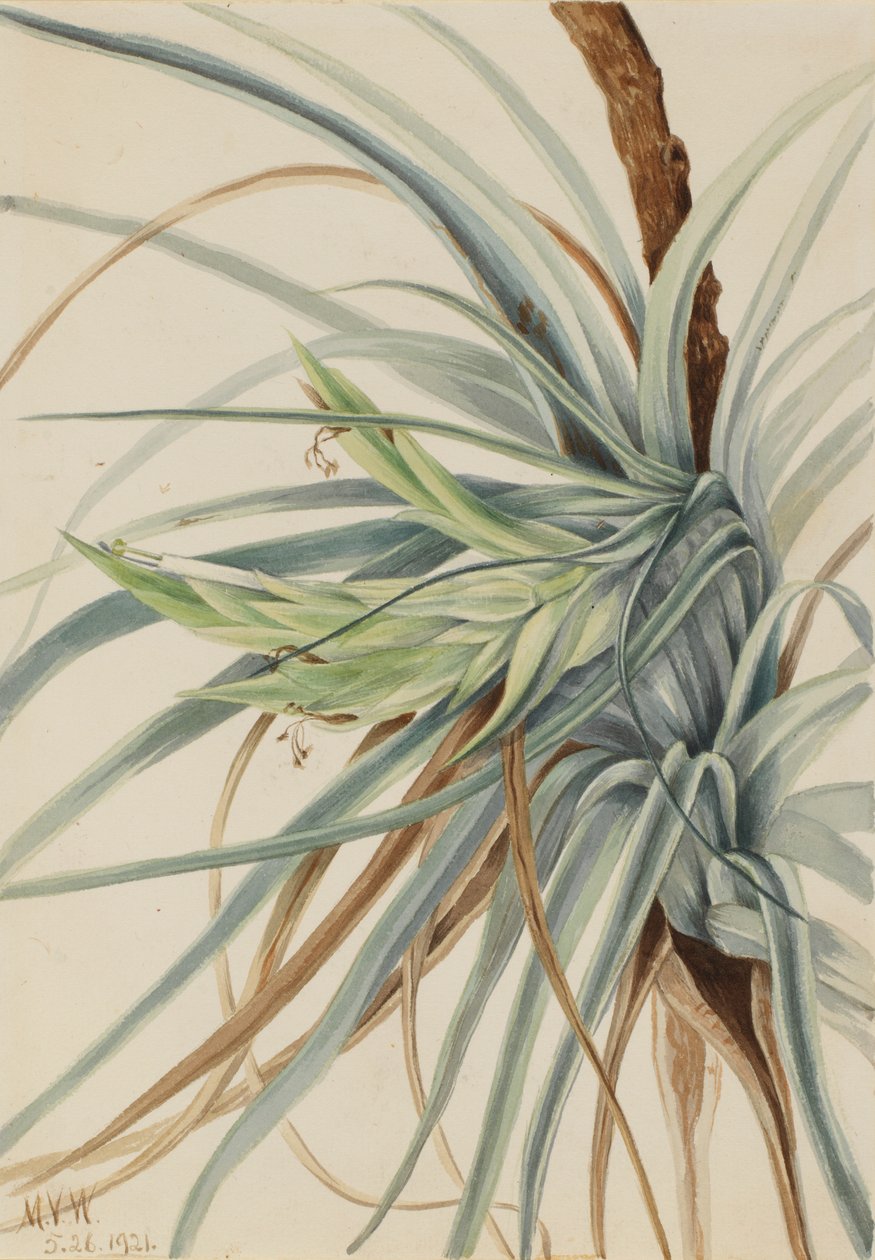 Vild ananas (Tillandsia fasciculata) av Mary Vaux Walcott