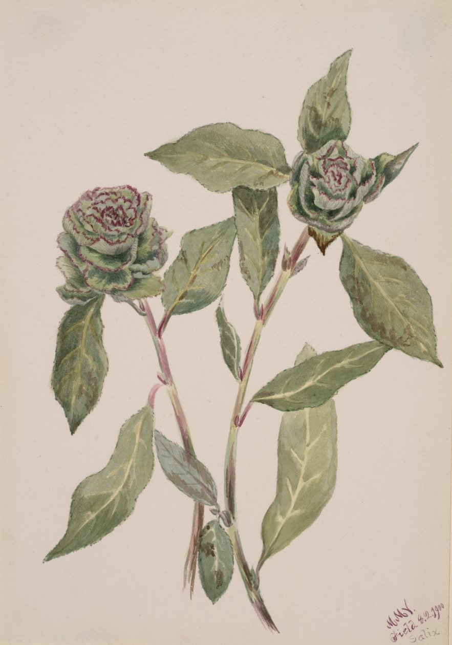 Willow Salix, 1900. av Mary Vaux Walcott