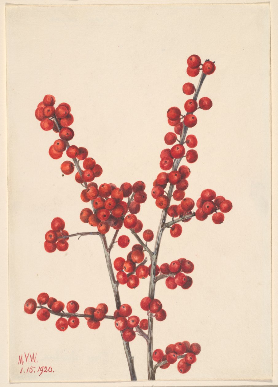Vinterbär (Ilex verticillata) av Mary Vaux Walcott