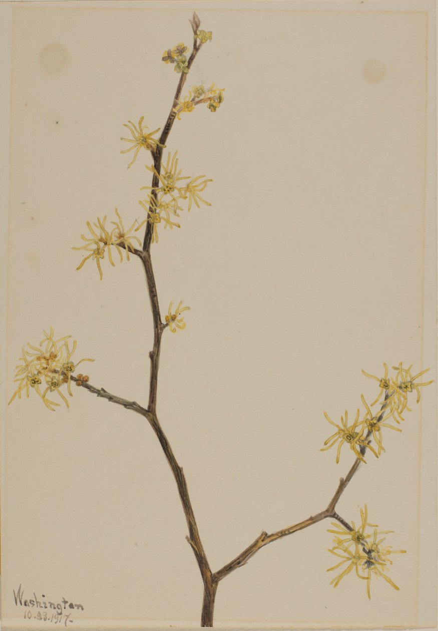 Trollhassel (Hamamelis virginiana) av Mary Vaux Walcott