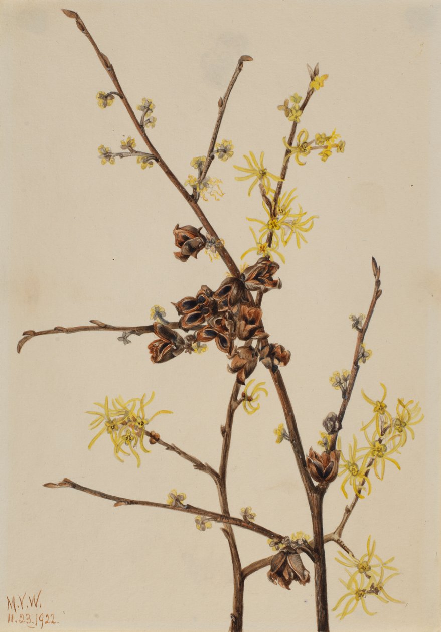 Trollhassel Hamamelis virginiana, 1922. av Mary Vaux Walcott