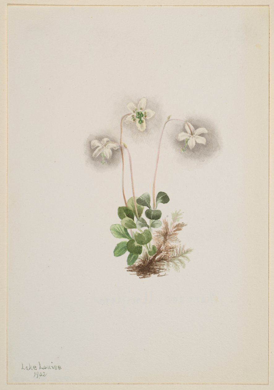 Wood-Nymph Moneses uniflora, 1902. av Mary Vaux Walcott
