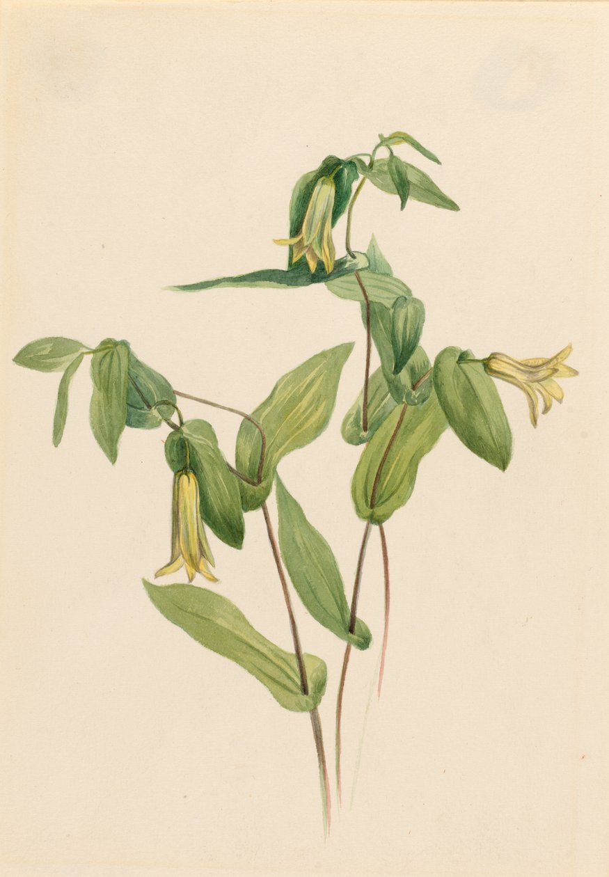 Skogsklocka (Uvularia perfoliata) av Mary Vaux Walcott