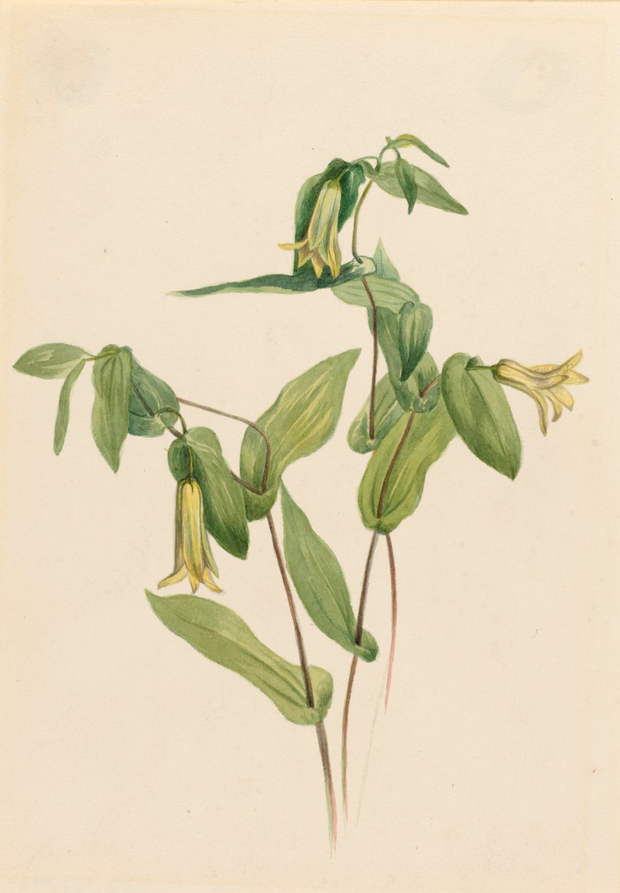 Wood Merrybells Uvularia perfoliata, n.d. av Mary Vaux Walcott