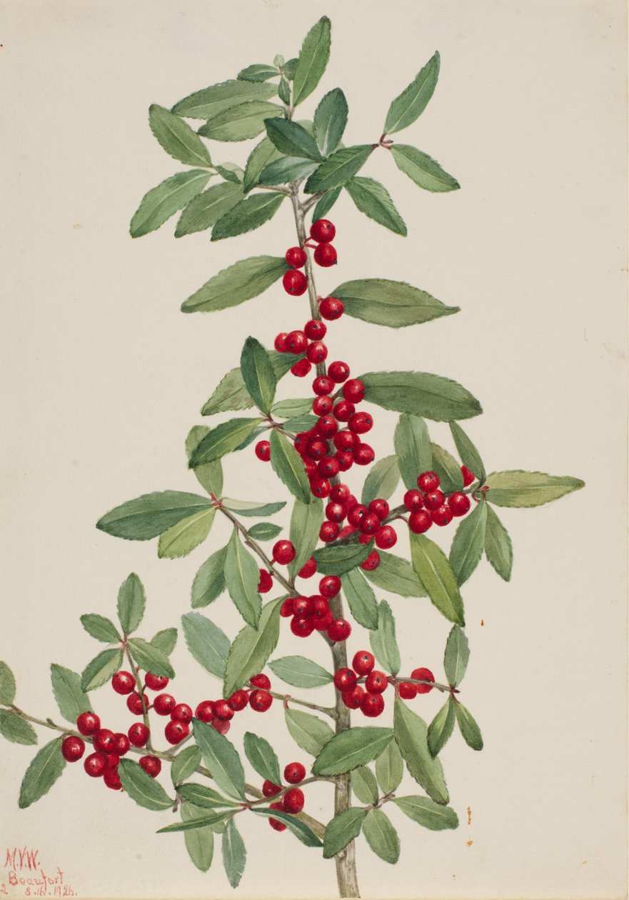 Yaupon (Ilex vomitoria) av Mary Vaux Walcott