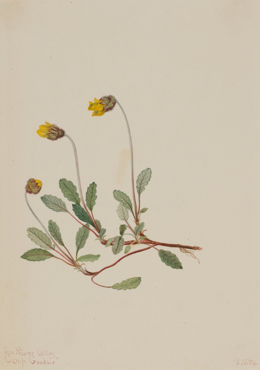Gul dryad (Dryas drummondii) av Mary Vaux Walcott