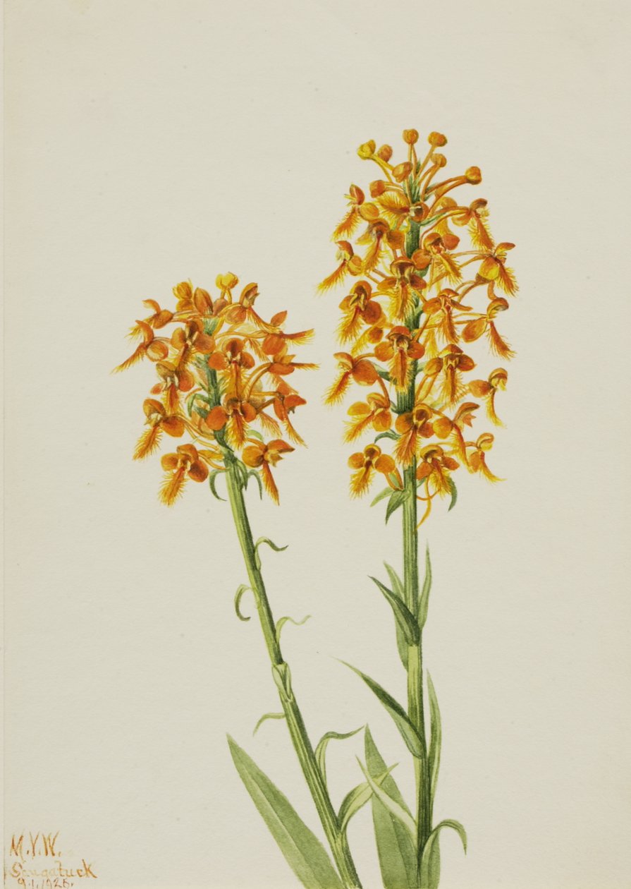 Gul fransorkidé Habenaria ciliaris, 1926. av Mary Vaux Walcott