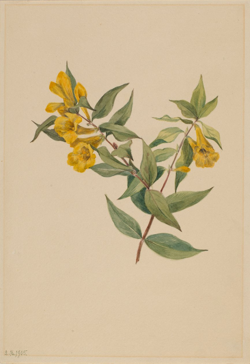 Gul Jessamin (Gelsemium sempervirens) av Mary Vaux Walcott