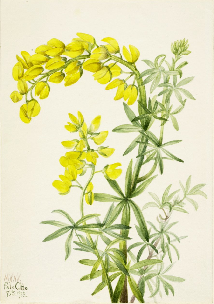 Gul lupin (Lupinis arboreus) av Mary Vaux Walcott