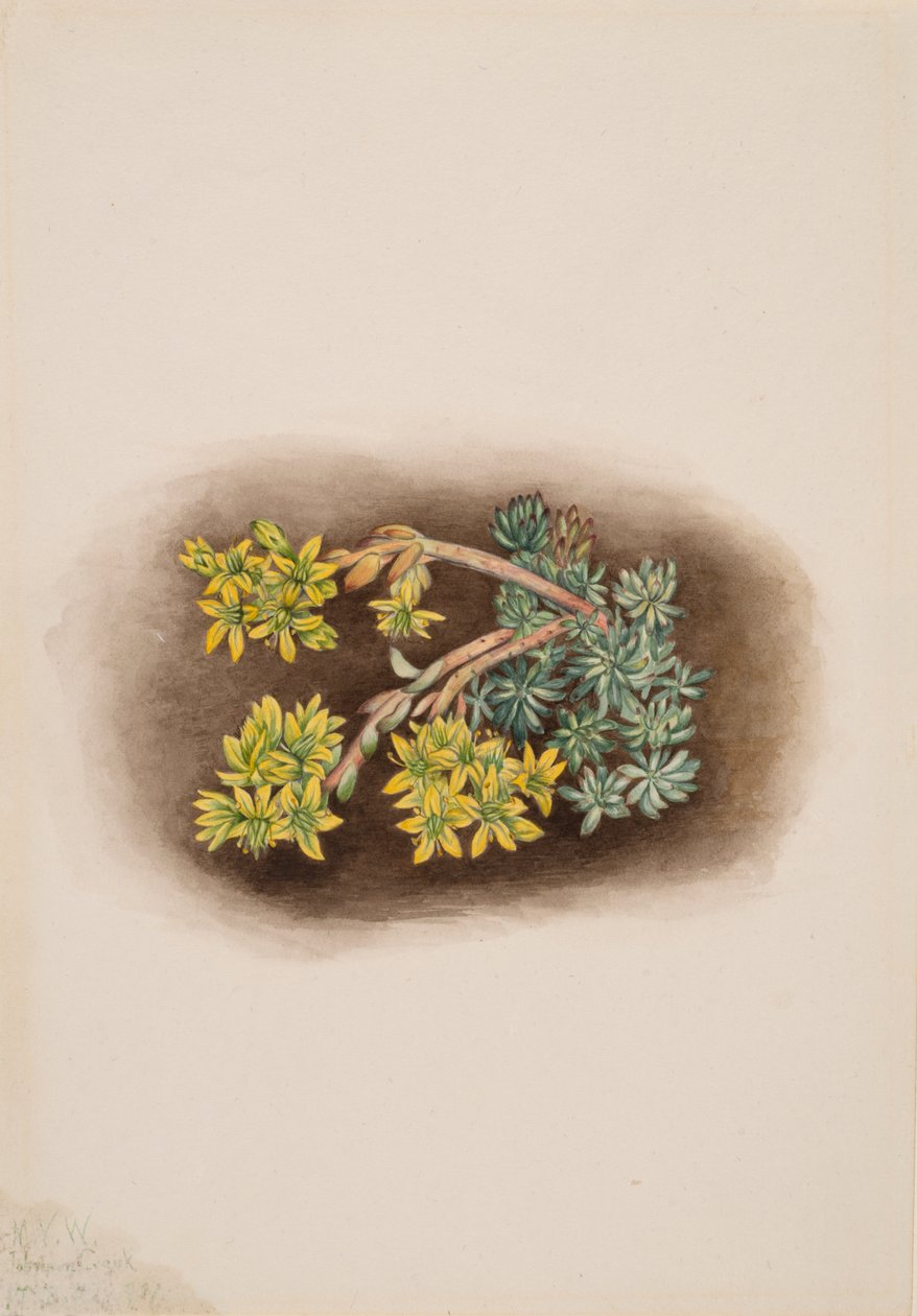 Gul stenblomma Sedum stenopetalum, 1922. av Mary Vaux Walcott
