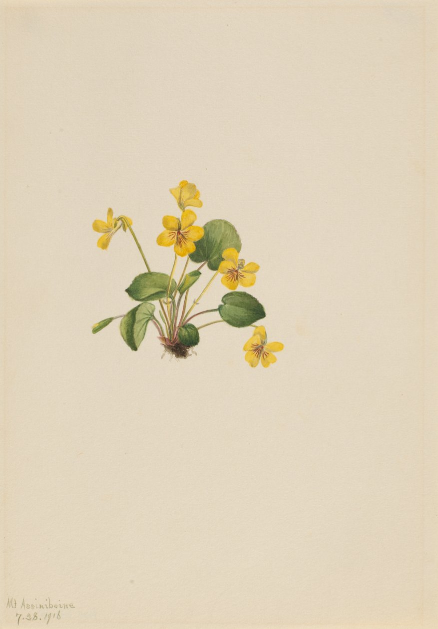 Gul violett Viola orbiculata, 1916. av Mary Vaux Walcott