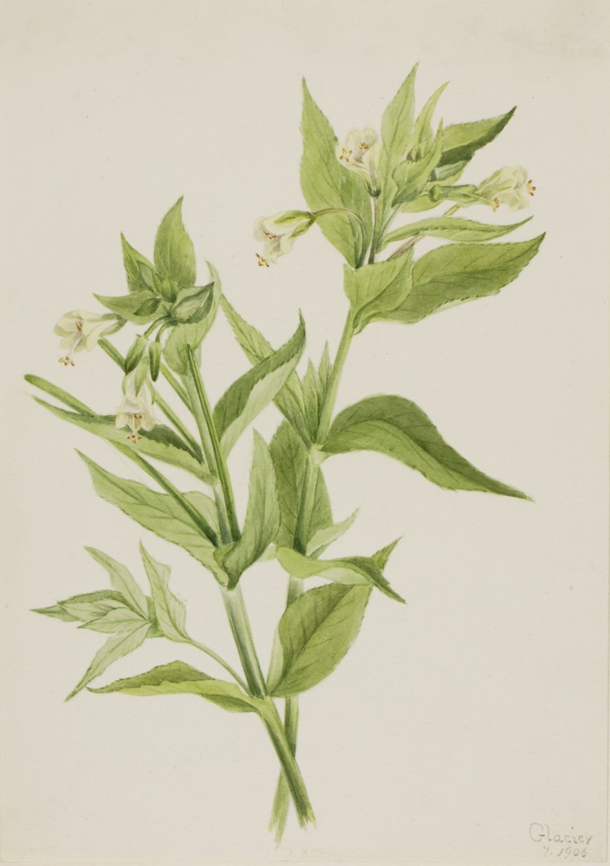 Gult pilört (Epilobium lutem) av Mary Vaux Walcott