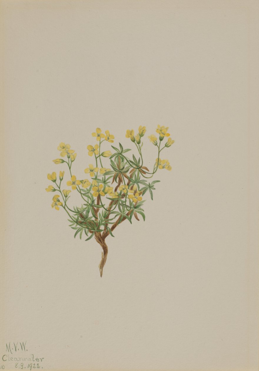 Gult pilgräs, 1922. av Mary Vaux Walcott