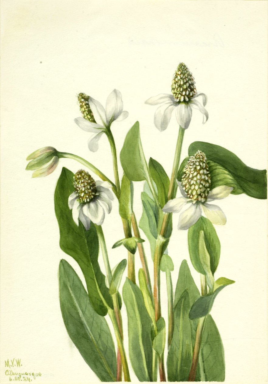 swedish av Mary Vaux Walcott
