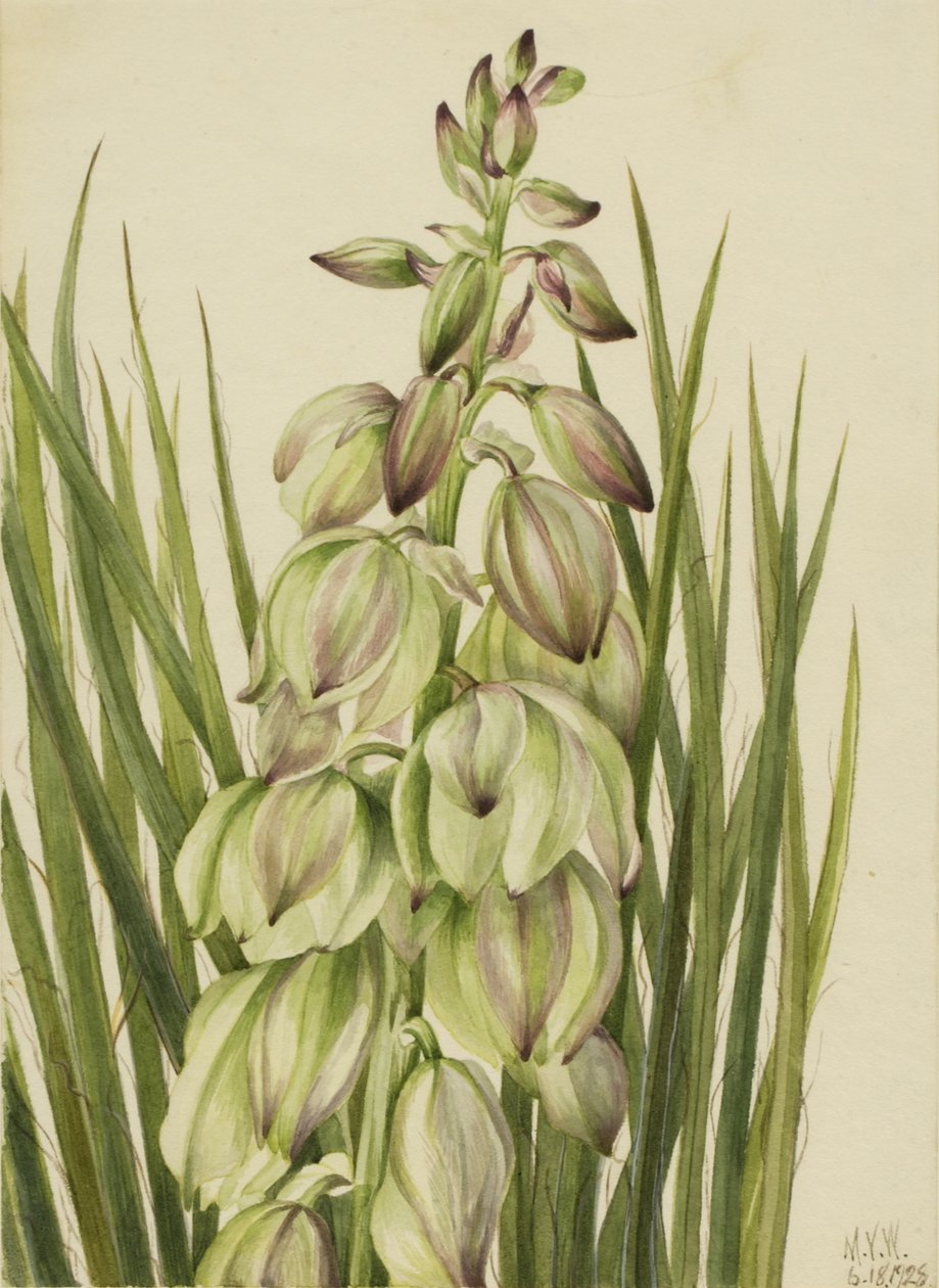 Yucca (Yucca baileyi) av Mary Vaux Walcott