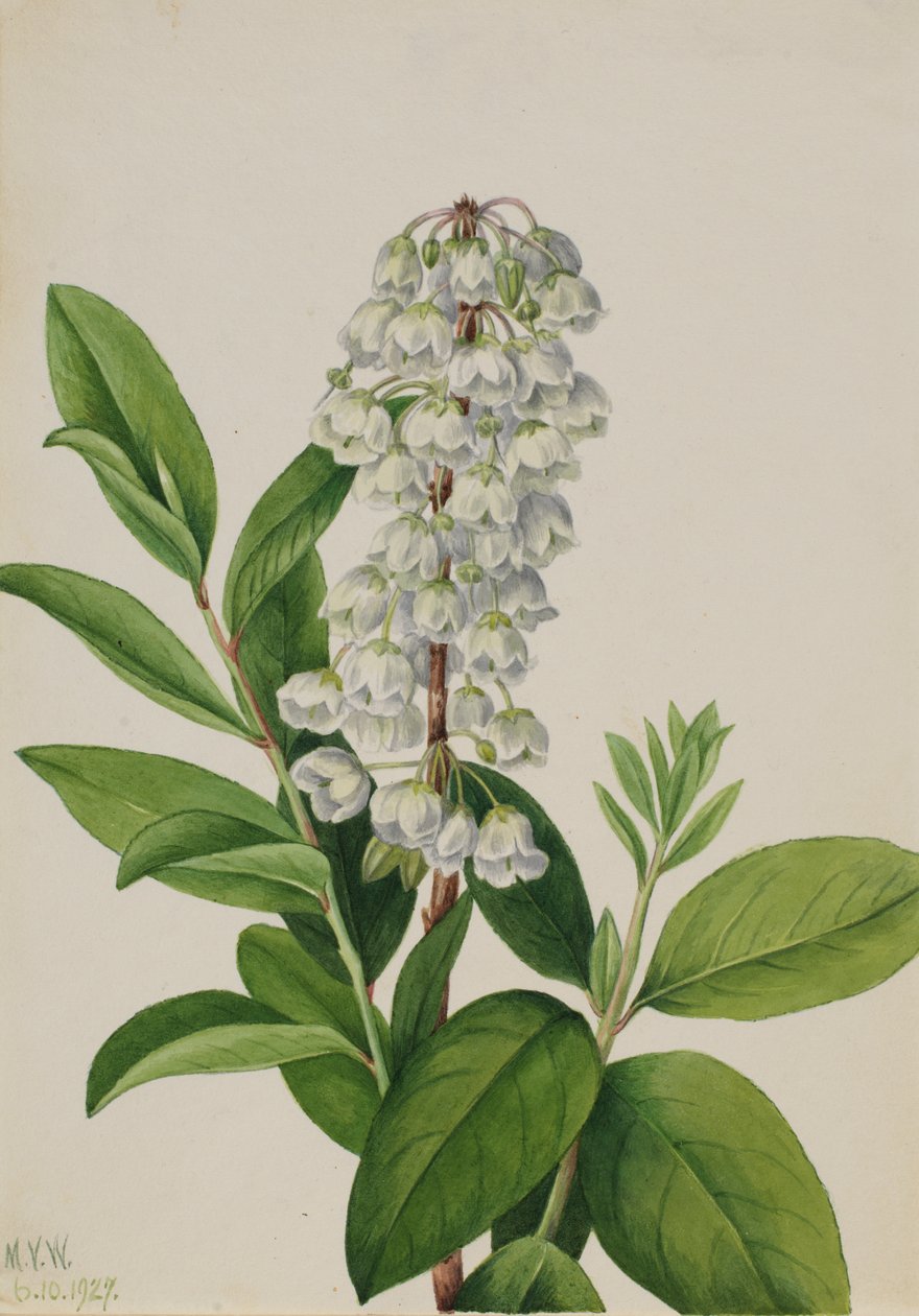 Zenobia Zenobia cassinifolia, 1927. av Mary Vaux Walcott