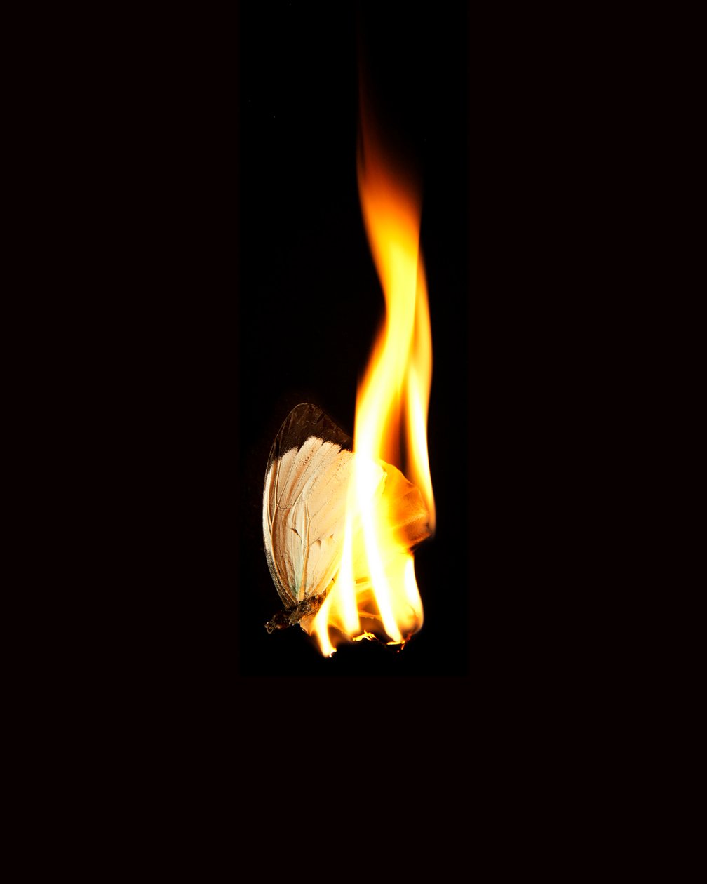Burning Butterfly 11, 2013 (Lambda print) av Mat Collishaw