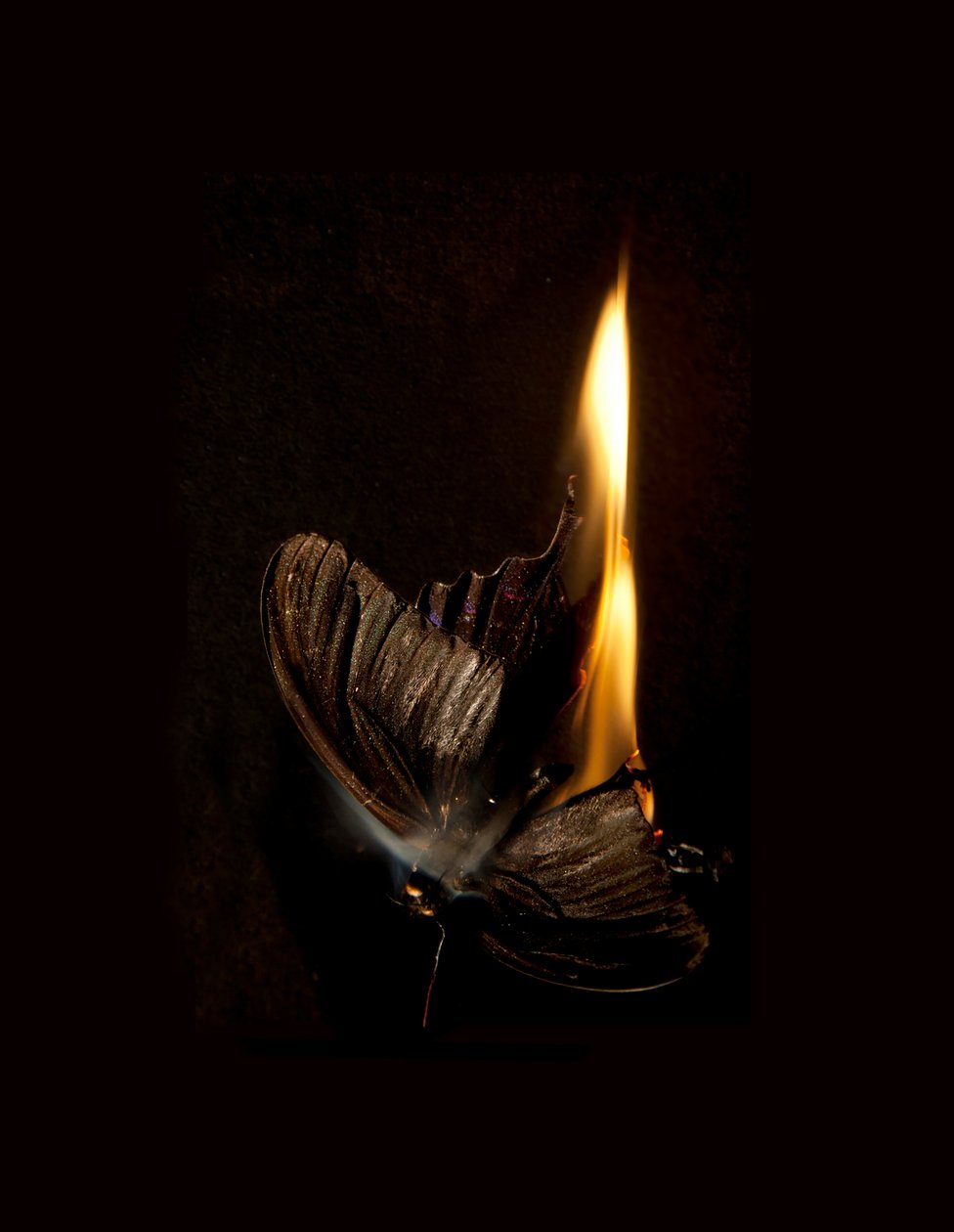 Burning Butterfly 13, 2013 (Lambda-tryck) av Mat Collishaw