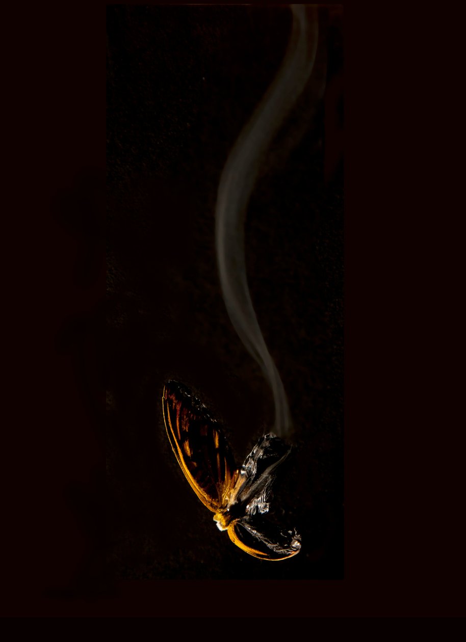 Burning Butterfly 15, 2013 (Lambda print) av Mat Collishaw