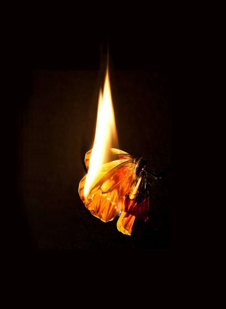 Burning Butterfly 17, 2013 (Lambda print) av Mat Collishaw