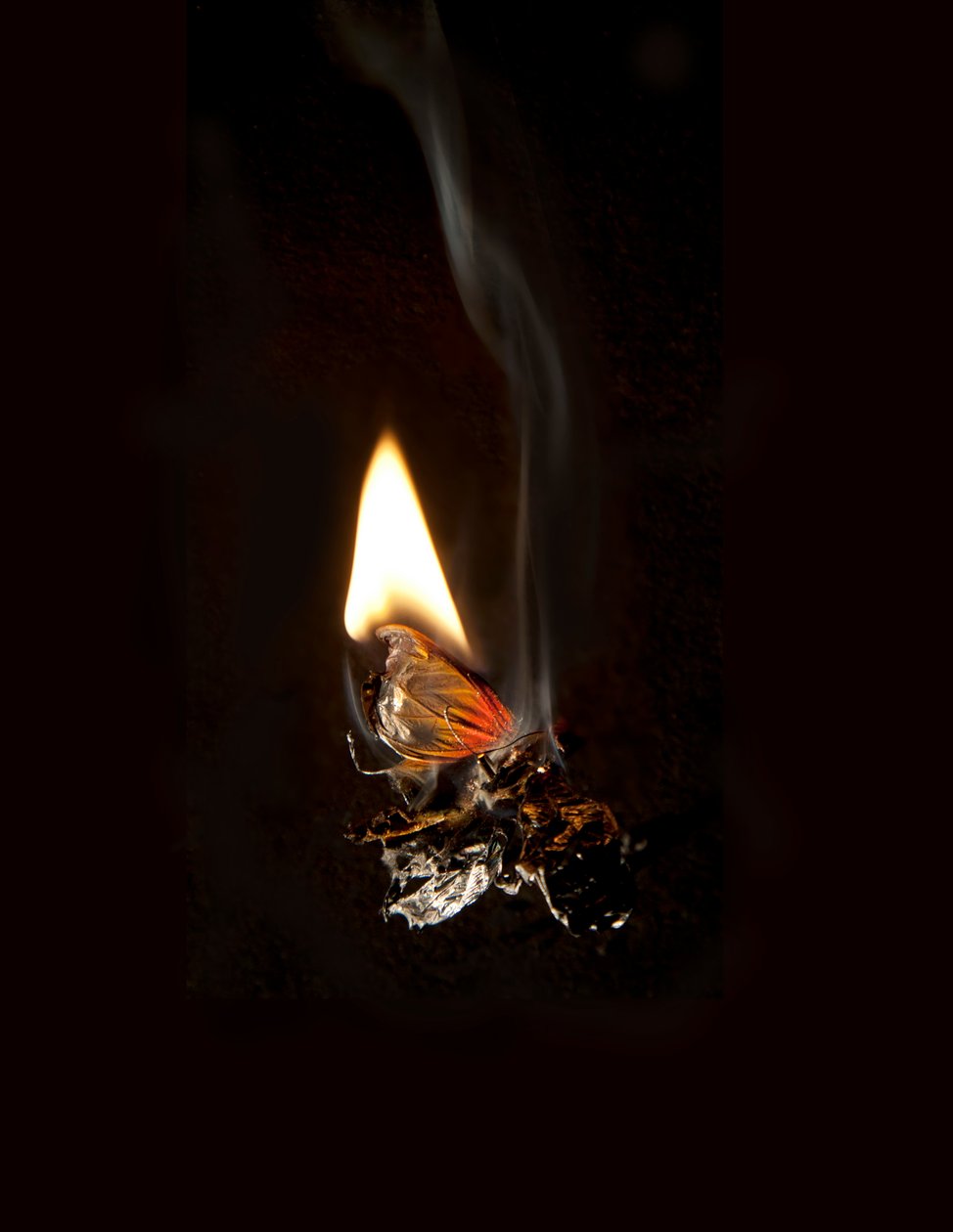 Burning Butterfly 19, 2013 (Lambda print) av Mat Collishaw