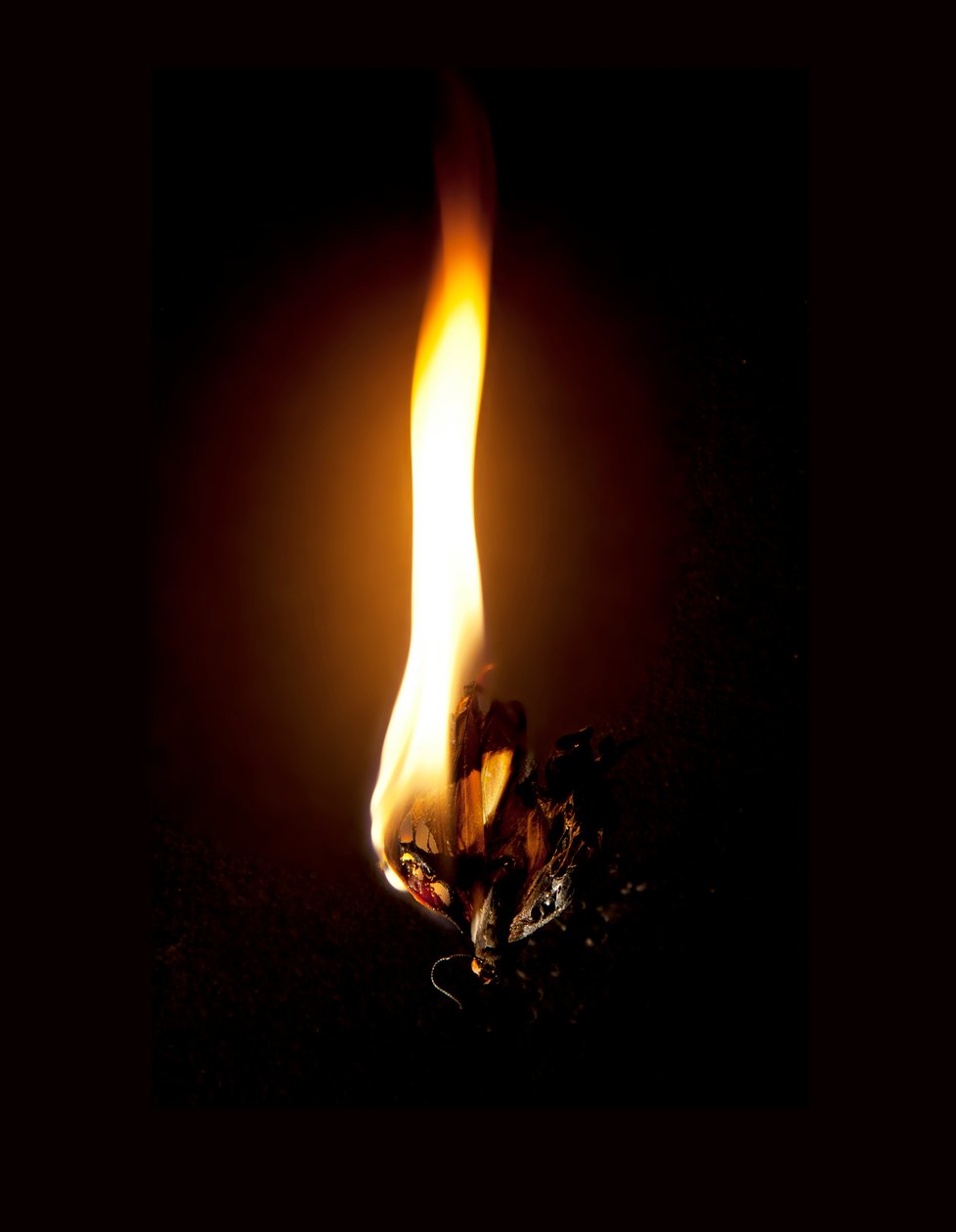 Burning Butterfly 23, 2013 (Lambda print) av Mat Collishaw