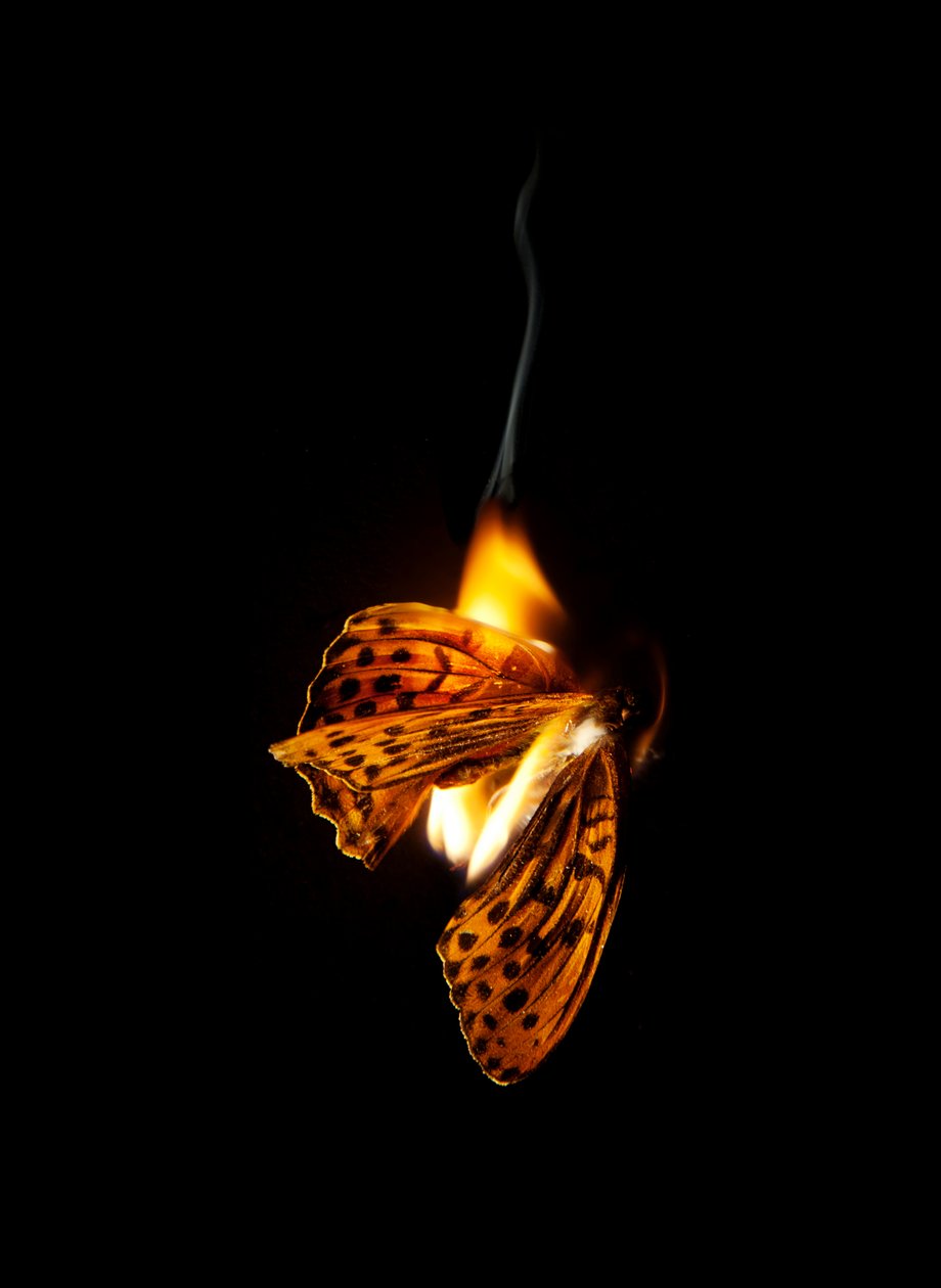 Burning Butterfly 25, 2013 (Lambda print) av Mat Collishaw