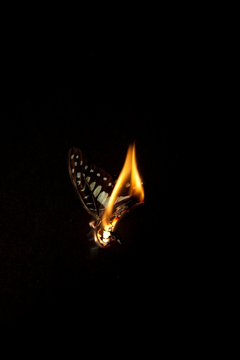 Burning Butterfly 2, 2013 (Lambda-tryck) av Mat Collishaw