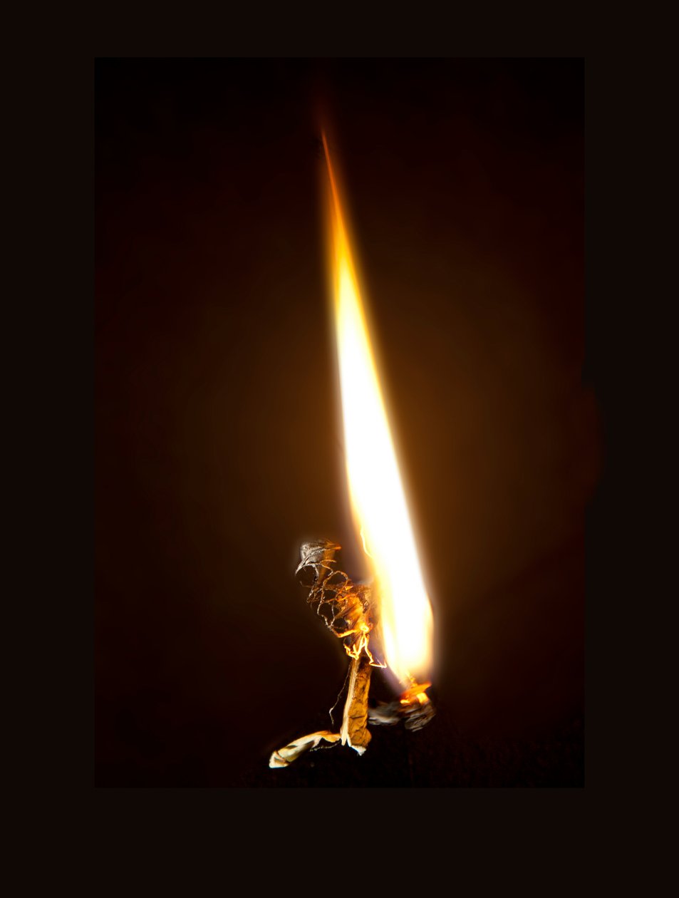 Burning Butterfly 8, 2013 (Lambda print) av Mat Collishaw