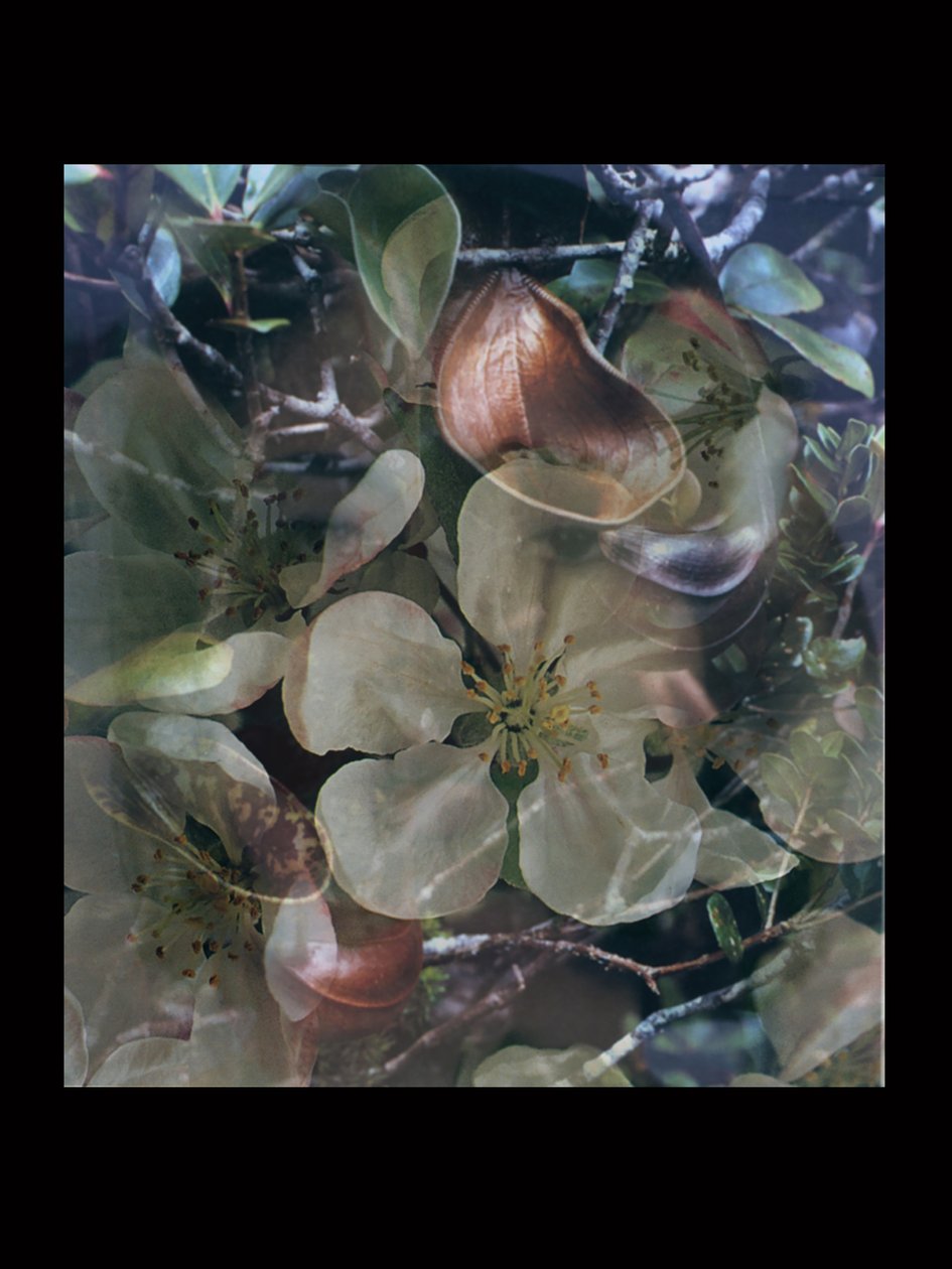 Flesheaters 5 av Mat Collishaw