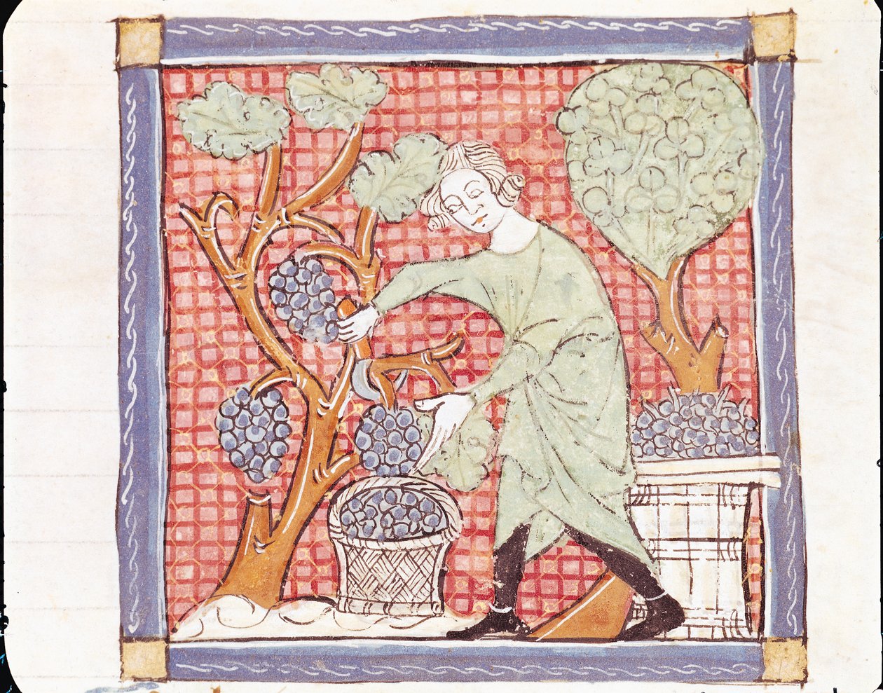 Fol.59r September: Skörden av Matfre Ermengaut
