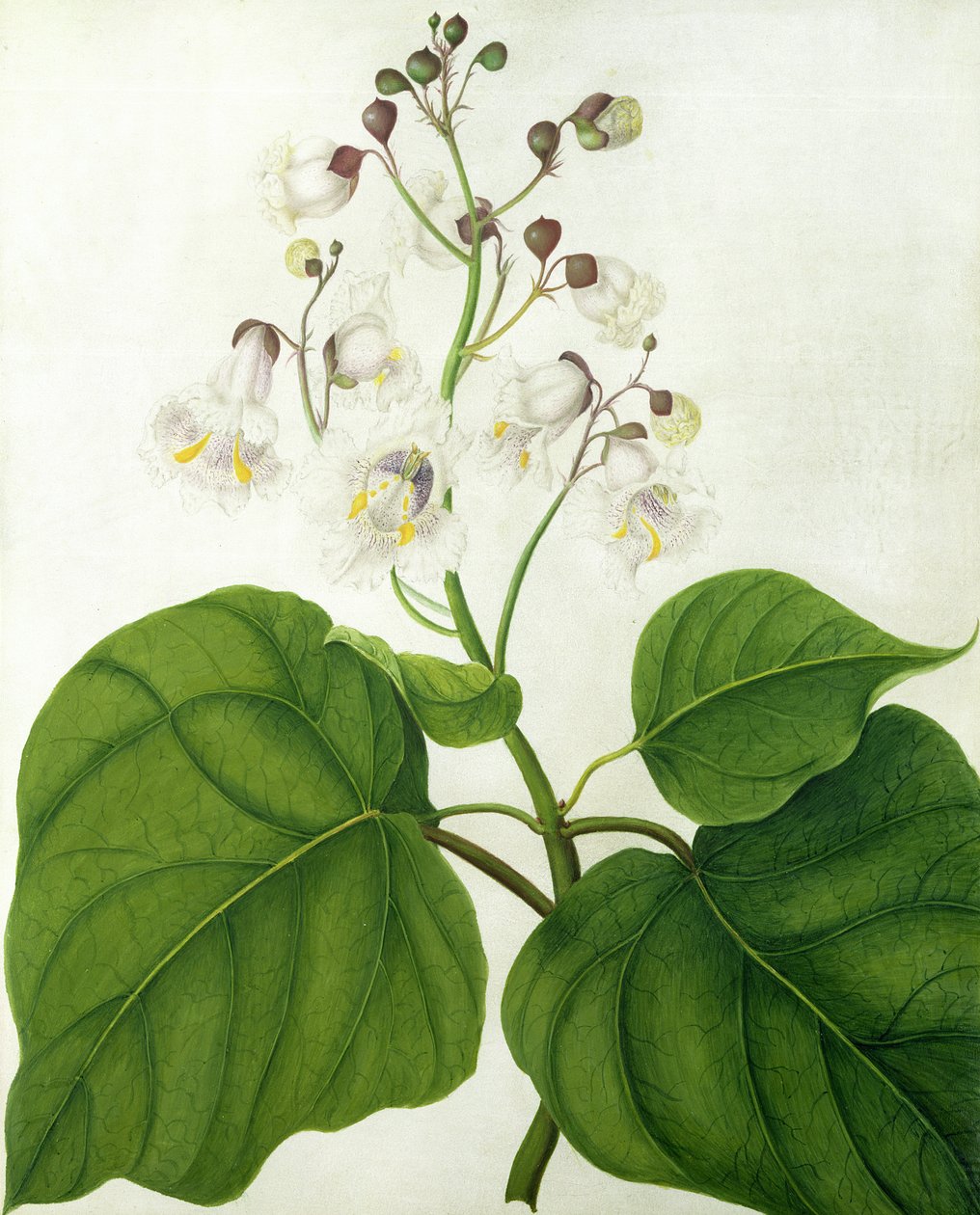 Catalpa Speciosa (wc och gouache över penna på veläng) av Matilda Conyers