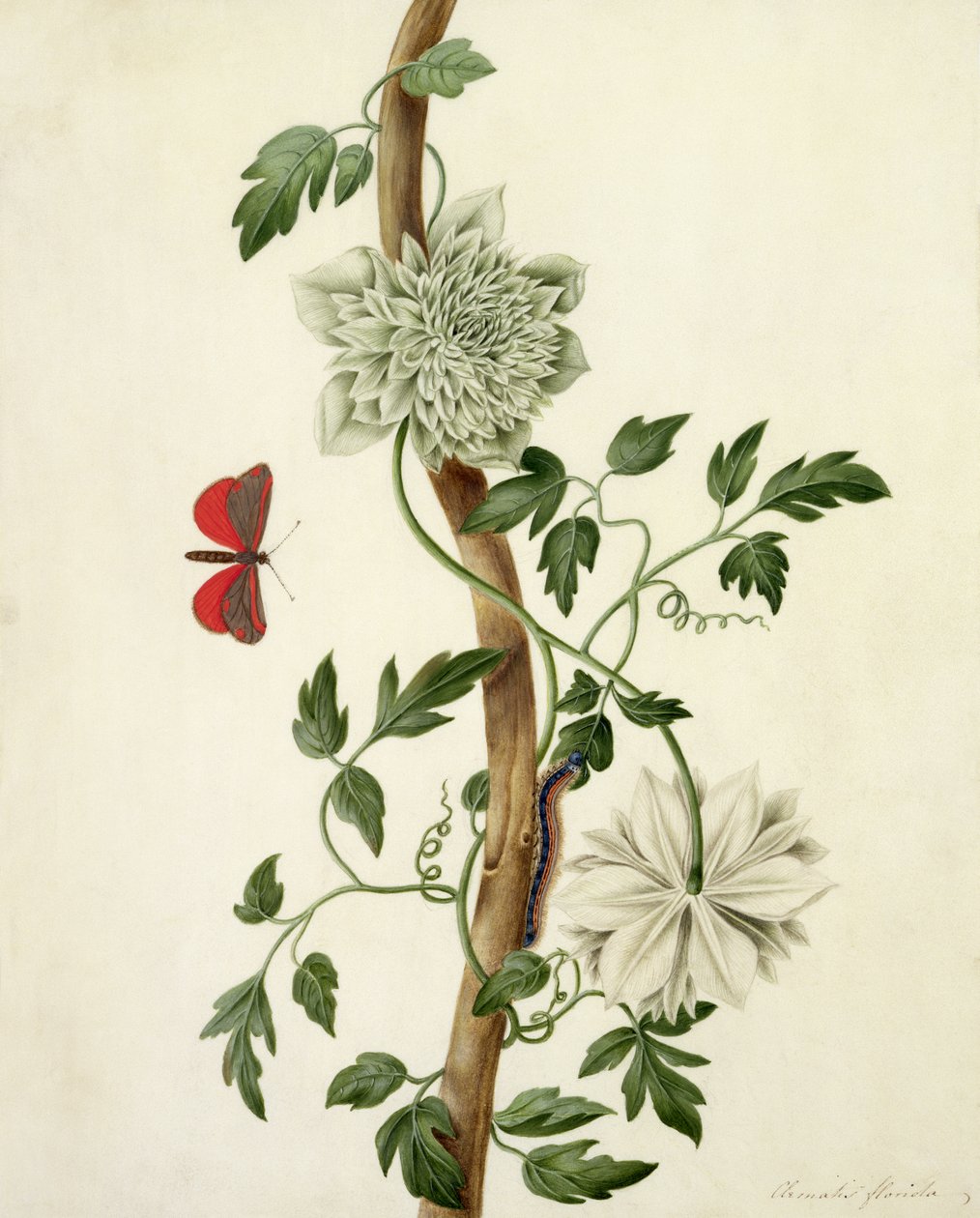 Clematis Florida med fjäril och larv (gouache över penna på veläng) av Matilda Conyers