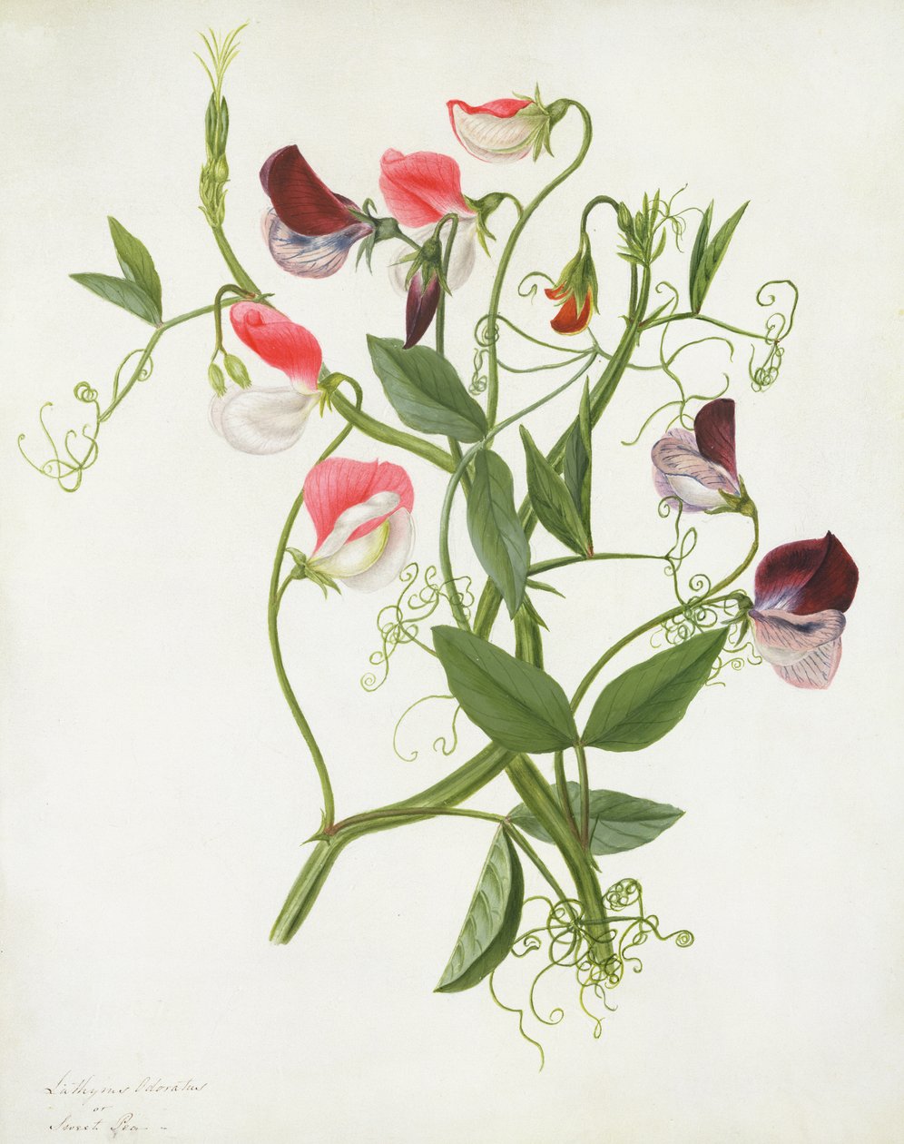 Lathyrus Odoratus (wc och gouache över penna på veläng) av Matilda Conyers