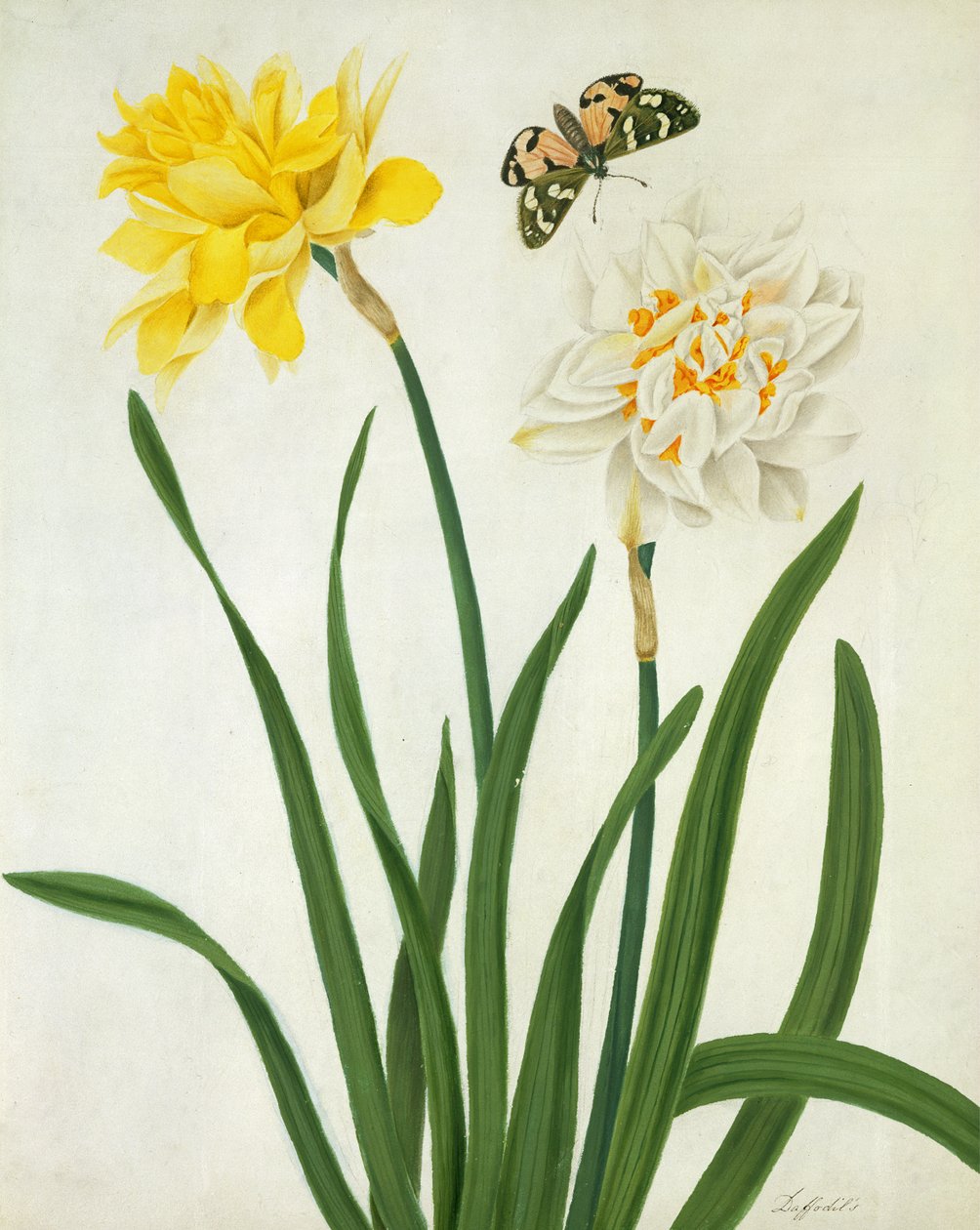 Narcissi och fjäril (wc och gouache med guld över penna på veläng) av Matilda Conyers