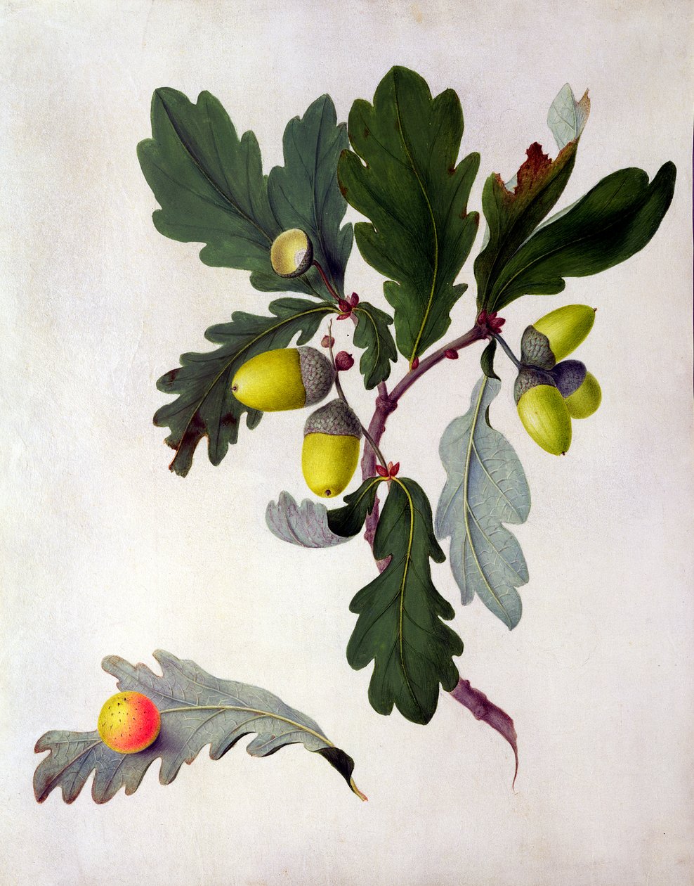Quercus (wc och gouache över penna på veläng) av Matilda Conyers