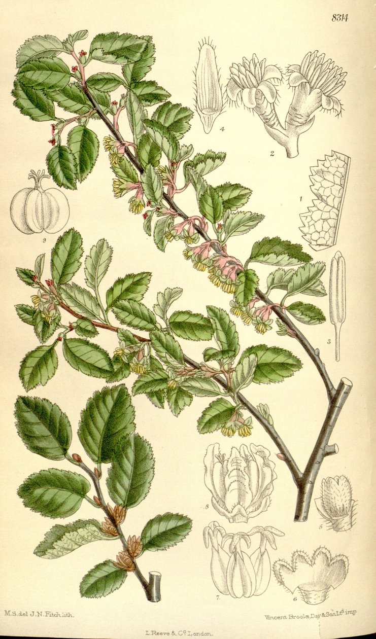 Nothofagus antarctica av J.N. Fitch