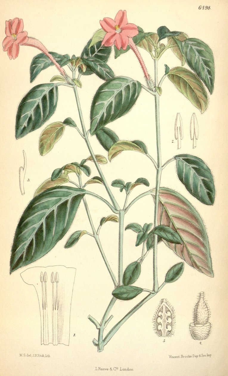 Ruellina portrea av Matilda Smith