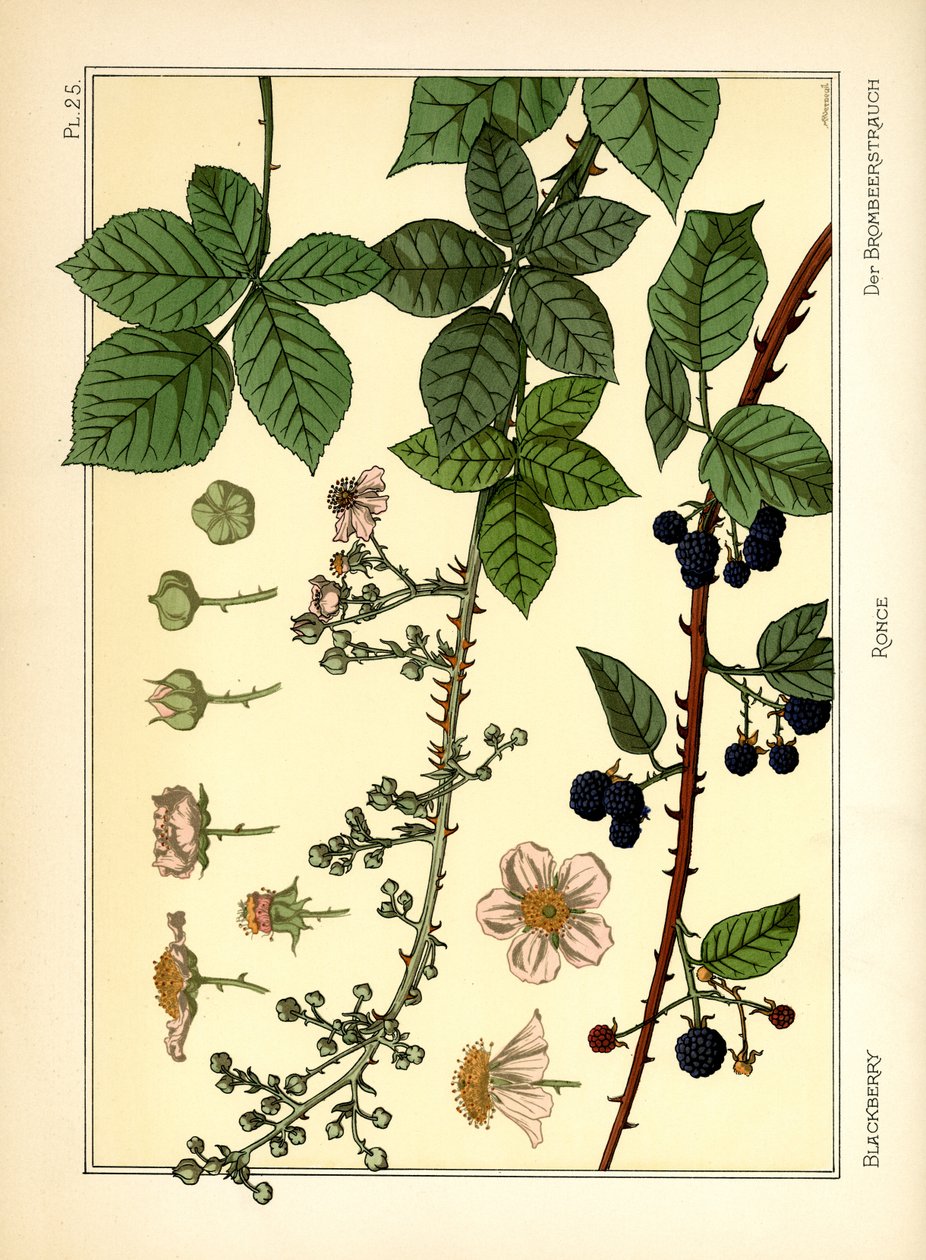 Blackberry Bush (färg litho) av Maurice Pillard Verneuil