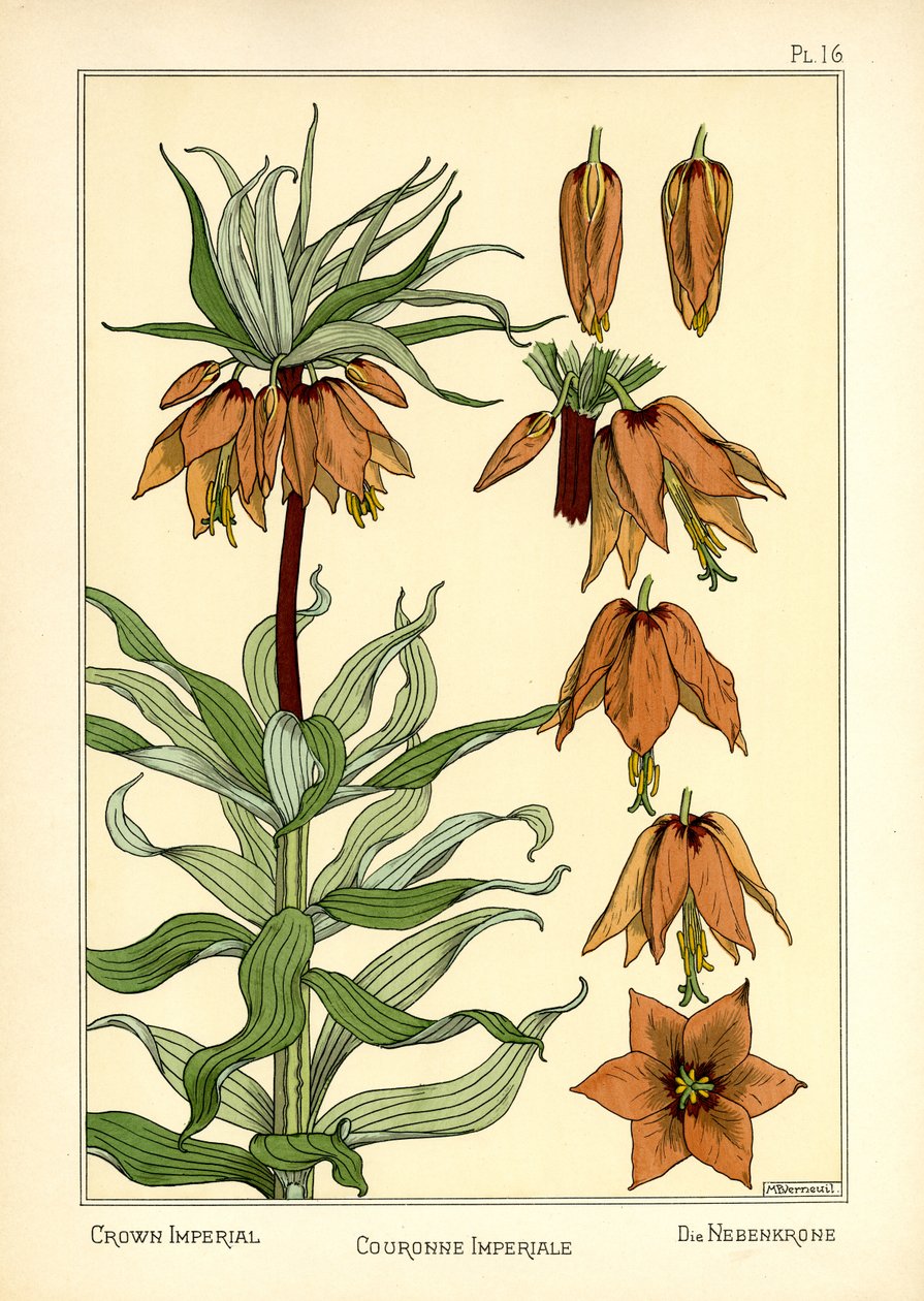 The Crown Imperial (färg litho) av Maurice Pillard Verneuil