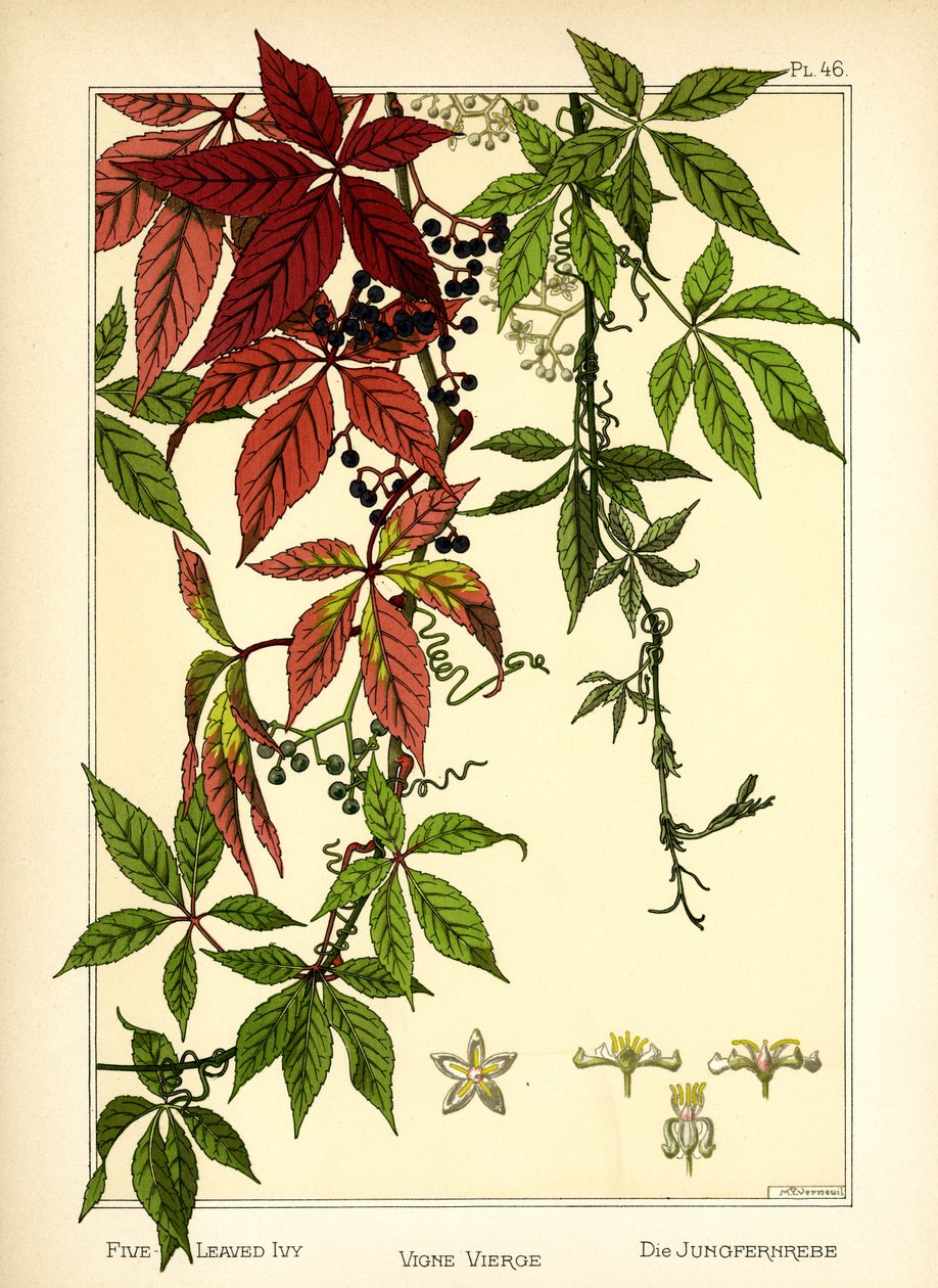 Fembladig murgröna (färg litho) av Maurice Pillard Verneuil