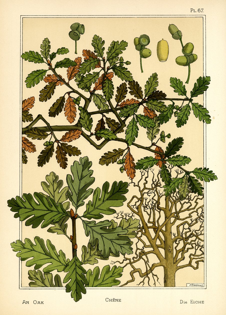 Eken (färg litho) av Maurice Pillard Verneuil