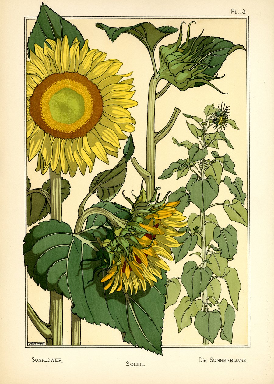 Solrosen (färg litho) av Maurice Pillard Verneuil